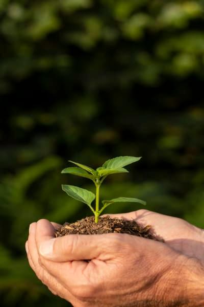 planta en manos