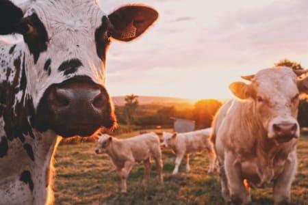 ganado de vacas