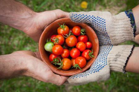 canasta de tomates pequeños