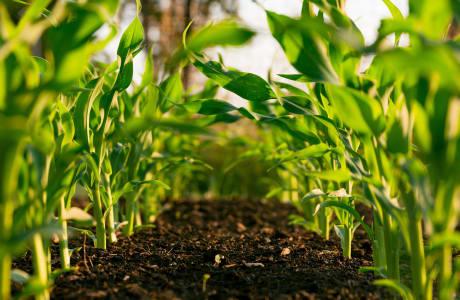 siembra de plantas